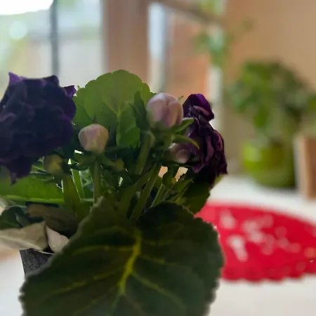 Bed & Breakfast & Savonnerie De Bonnefon Saint-Chely-d'Aubrac