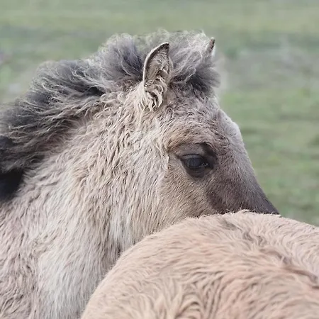 Bed & Breakfast & Savonnerie De Bonnefon Saint-Chely-d'Aubrac