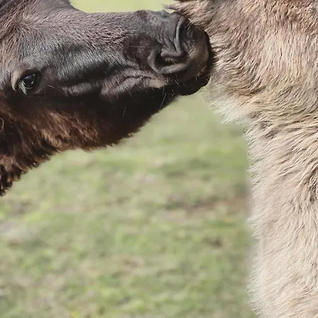 & Savonnerie De Bonnefon Saint-Chely-d'Aubrac